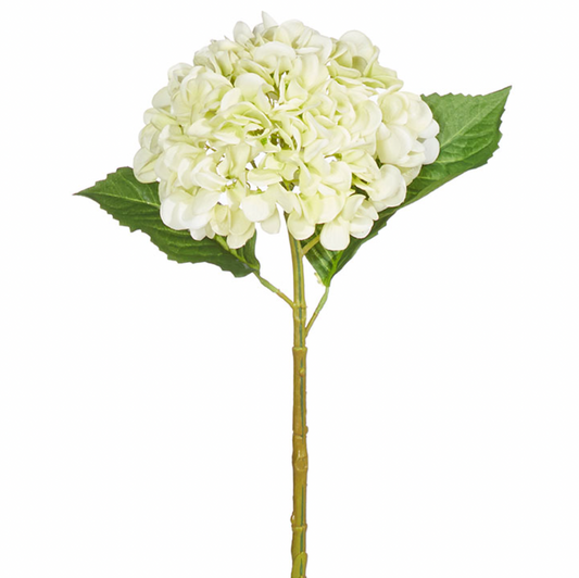 Lime Hydrangea