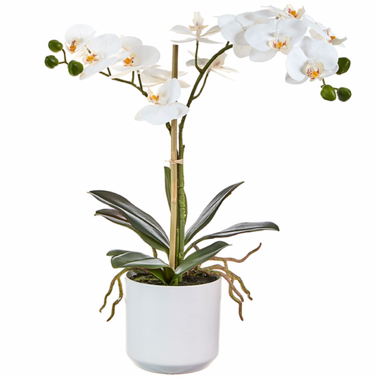 Potted Orchid