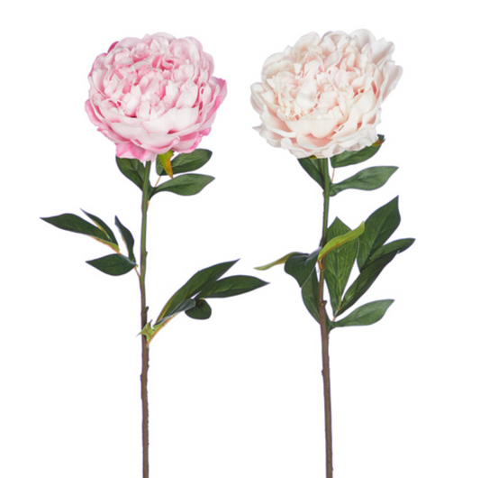 Pink & Blush Peony Stems